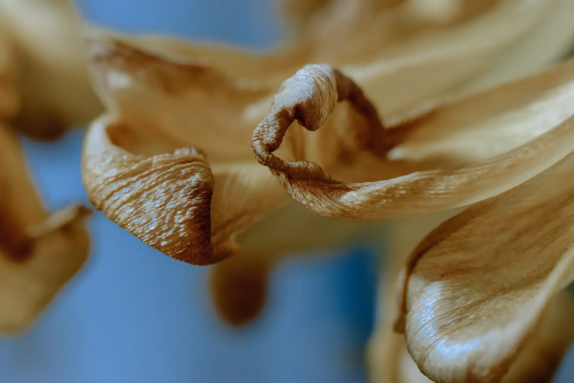 Detailed close-up of curled dried flower petals